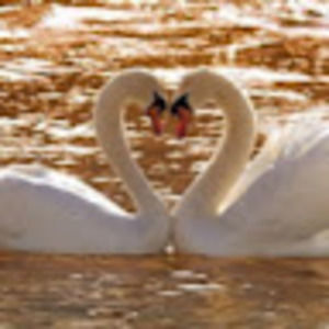 Meet your Posher, Harper